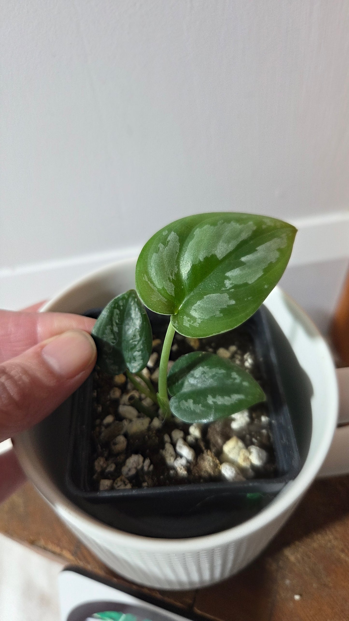 Scindapsus Dark Tricolore (SCI-1357)