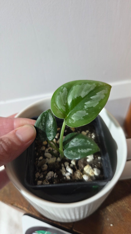 Scindapsus Dark Tricolore (SCI-1357)