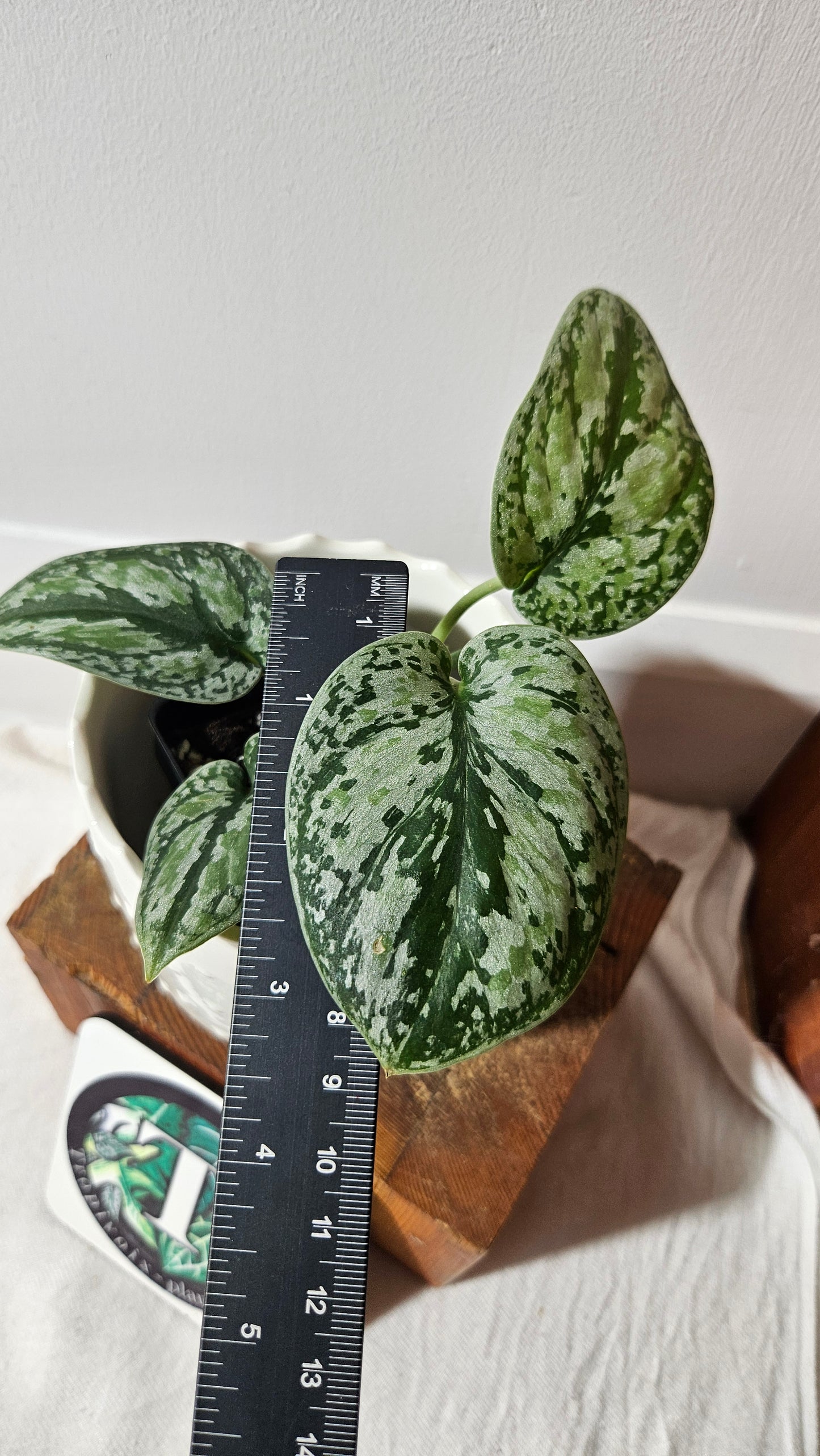 Scindapsus Tricolore silver Platinum (SCI-994)