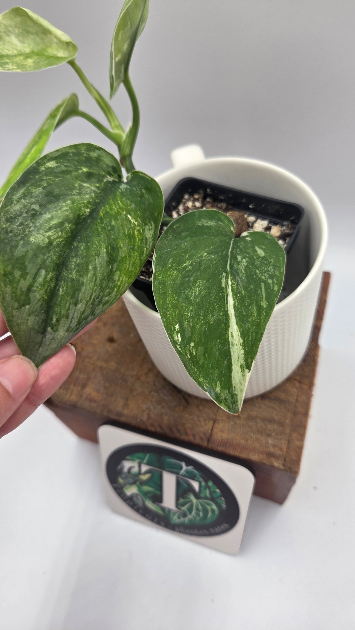 Scindapsus Exotica Salaka Tricolore (SCI-896)