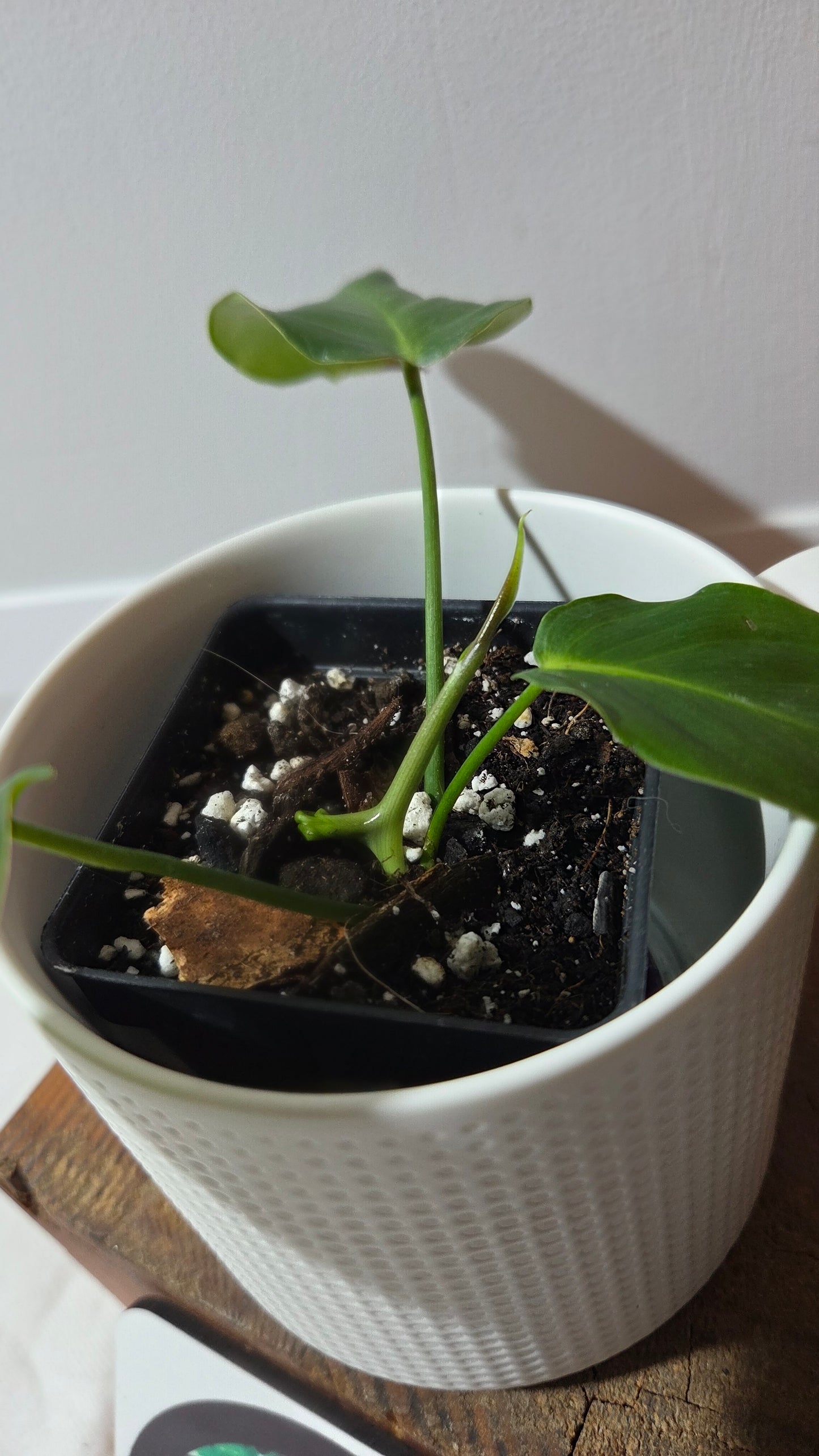 Philodendron Green Sky (PHI-987)