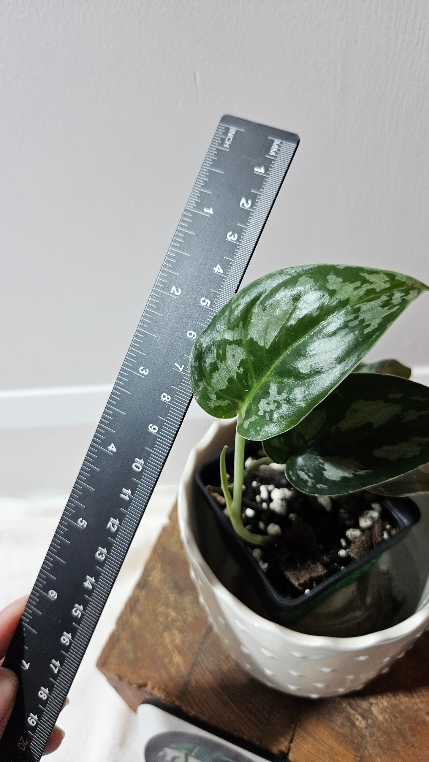 Scindapsus Black Exotica (SCI-1335)