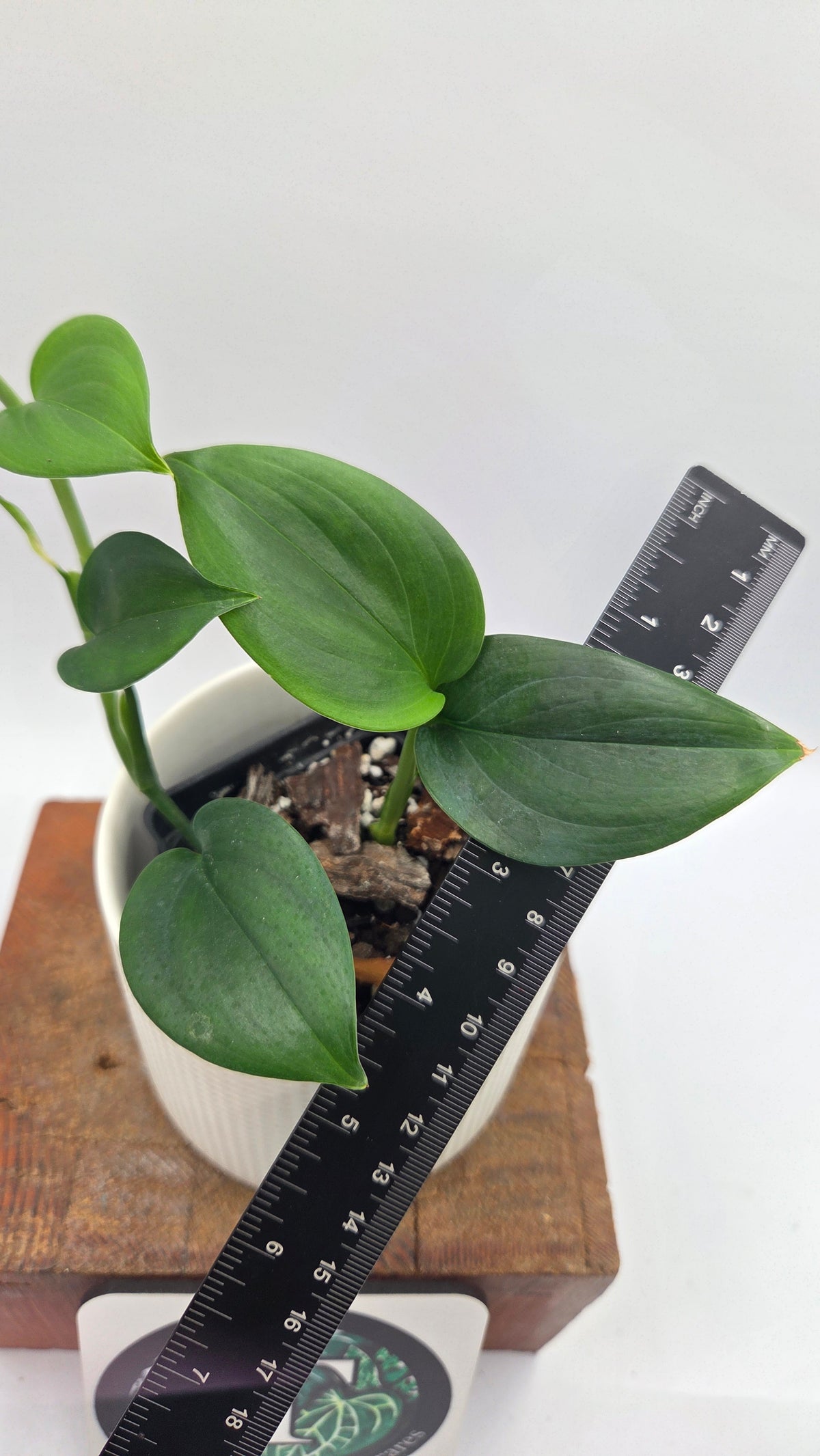 Scindapsus Hederaceus Blue  (SCI-1516)