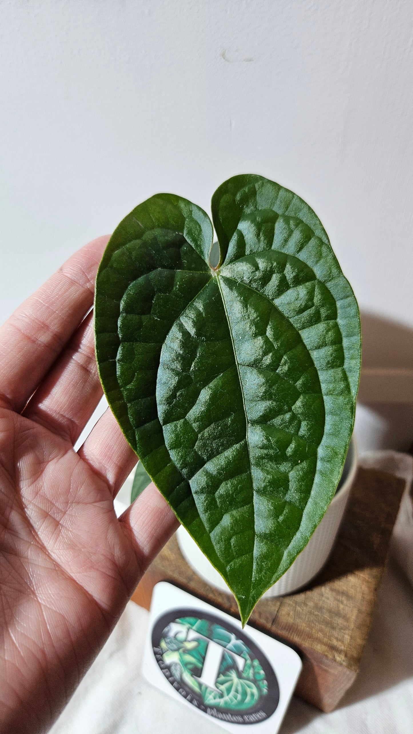 Anthurium Magnificum X AOS X Luxurians "format MOYEN" (ANT-636)