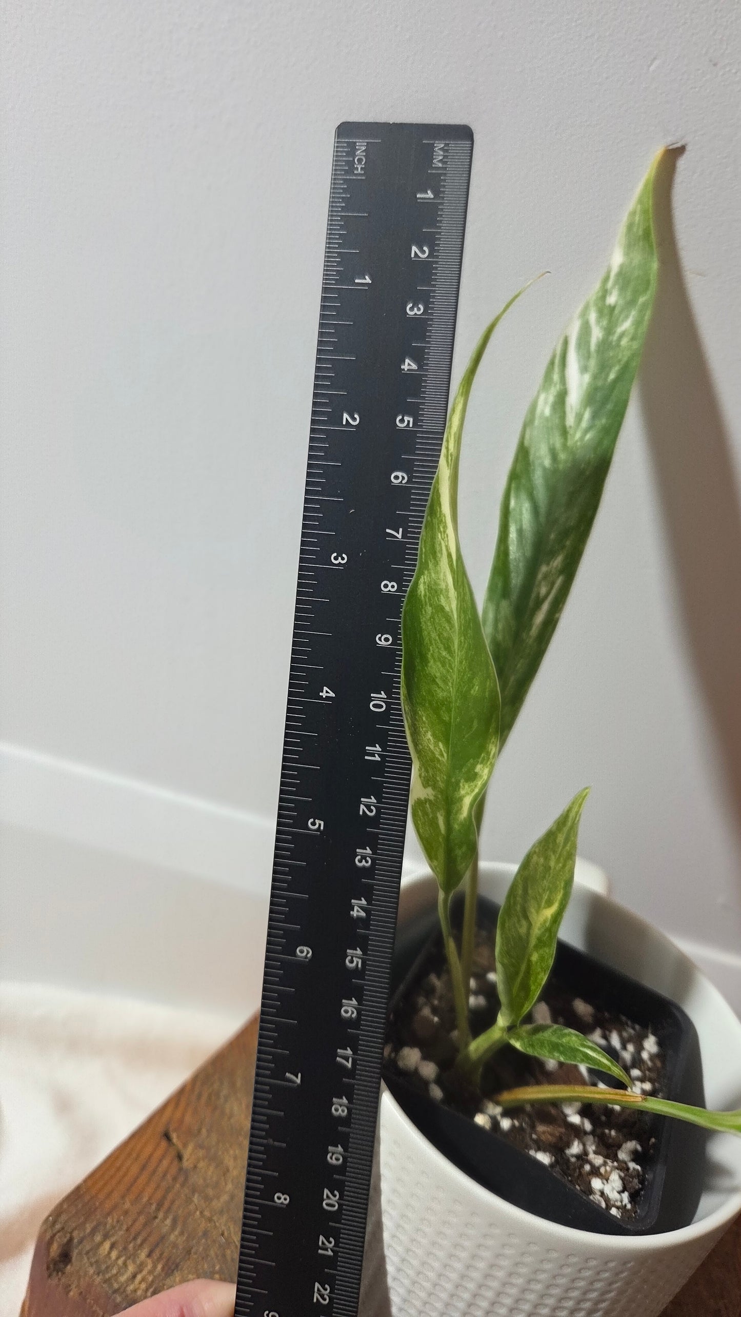 Rhaphidophora Megasperma Variegata (AUT-086)