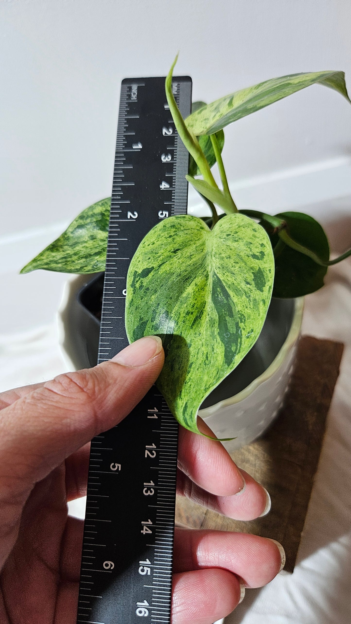 Philodendron Hederaceum Variegata (PHI-555)