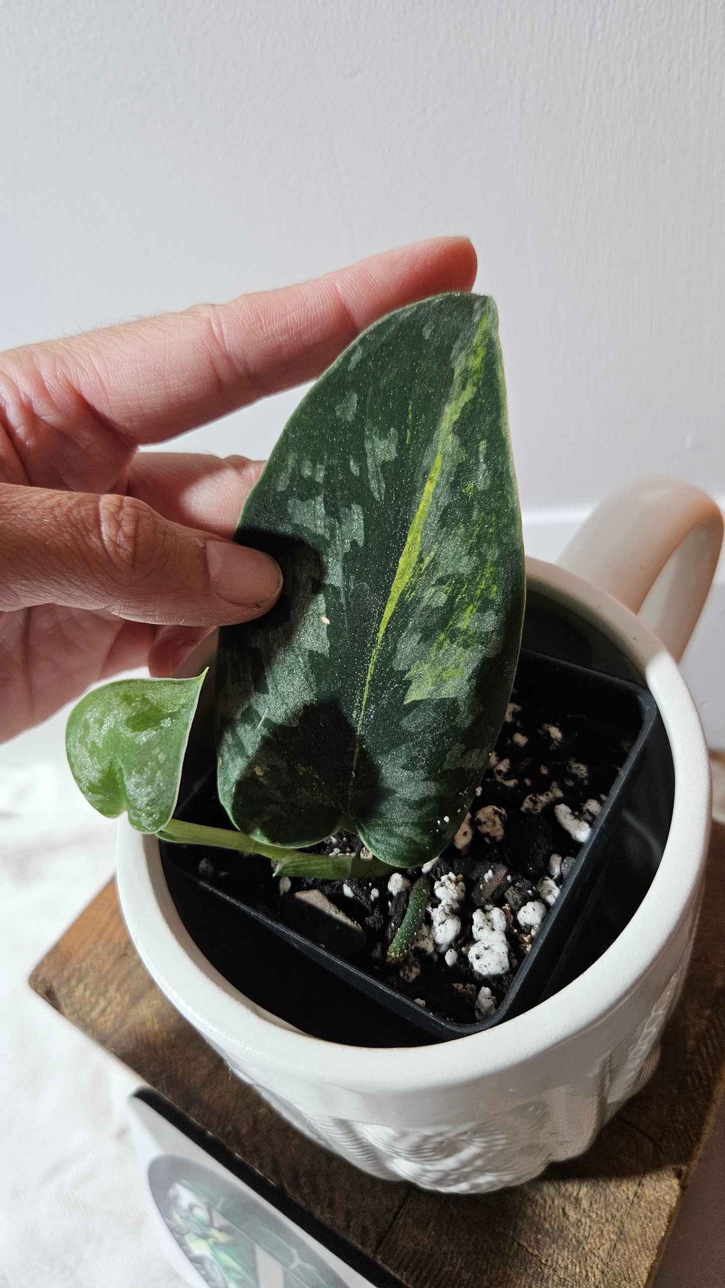 Scindapsus Green Diamond (SCI-1305)