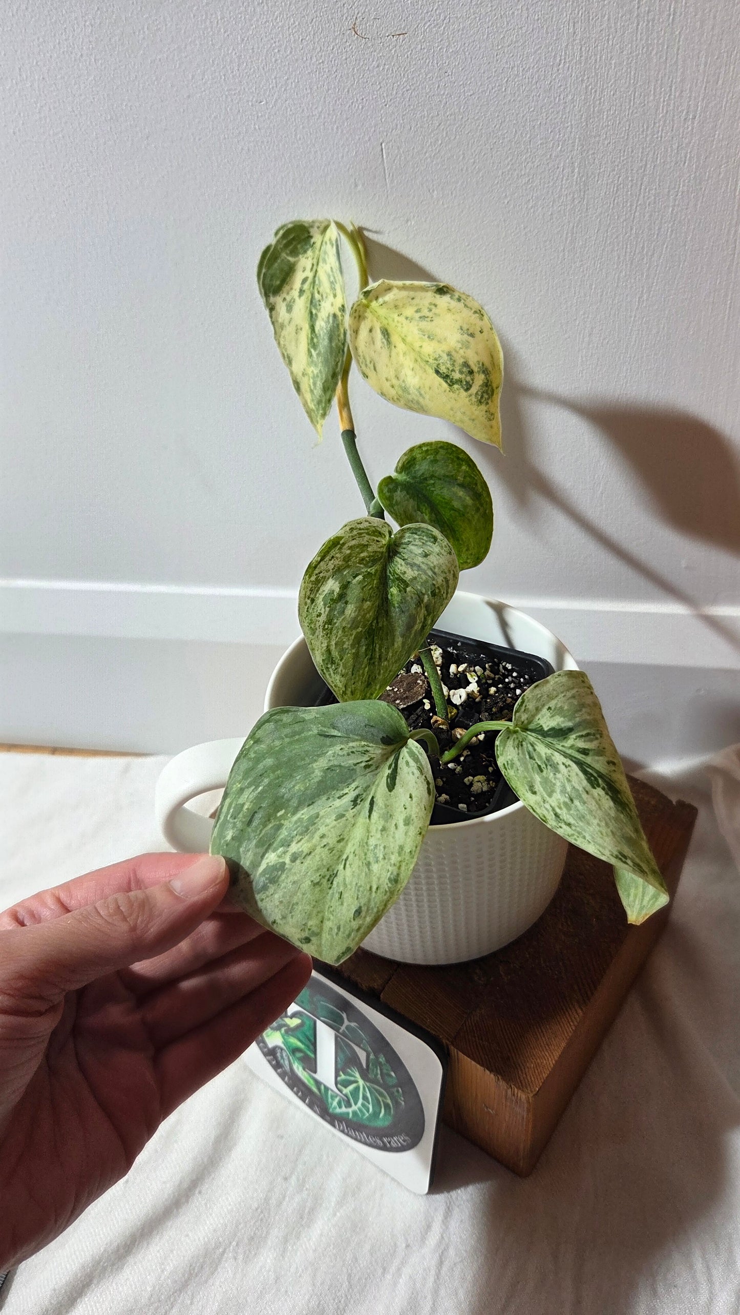 Scindapsus Peasun (SCI-1248)