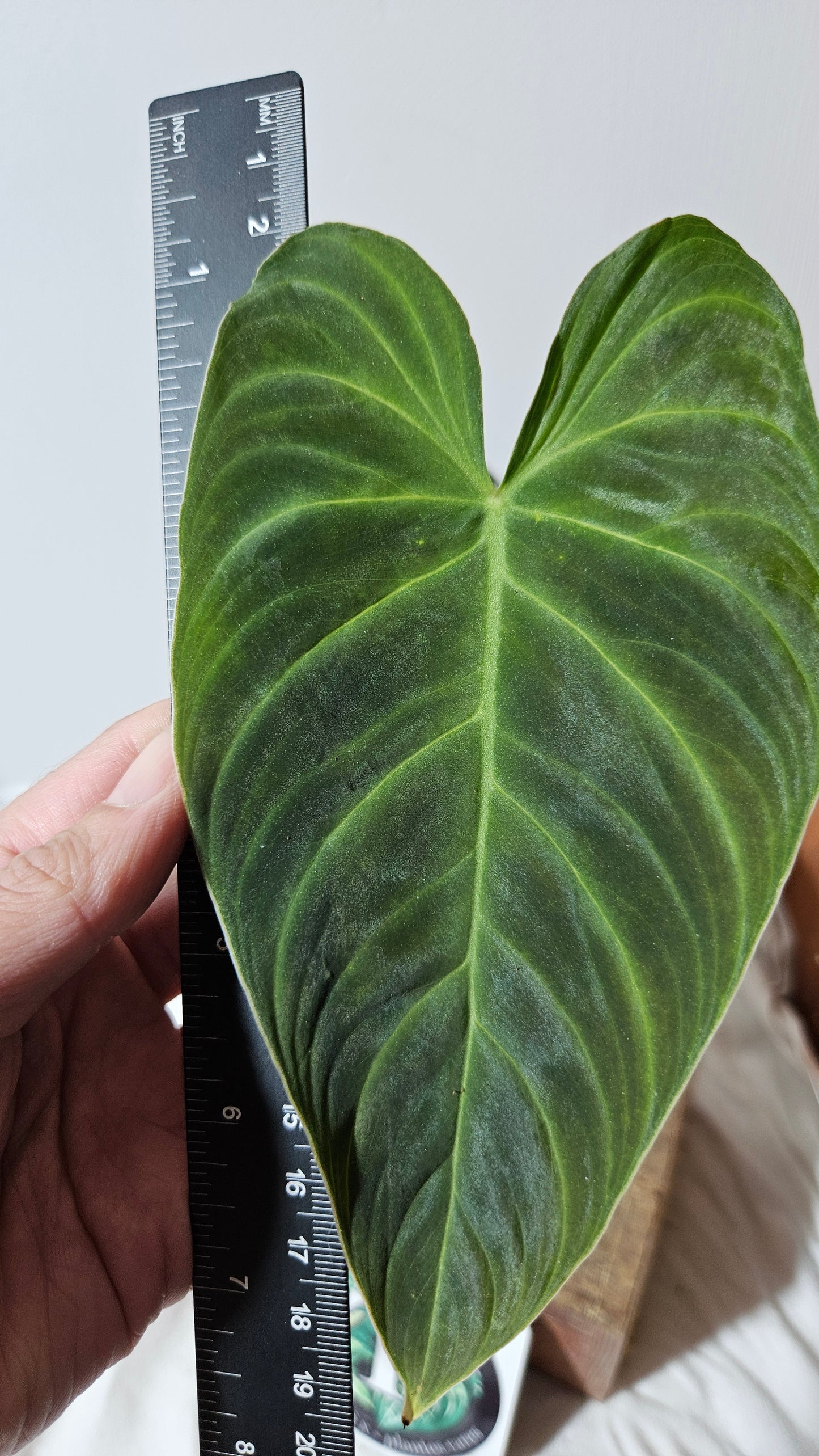 Philodendron Splendide (PHI-592)