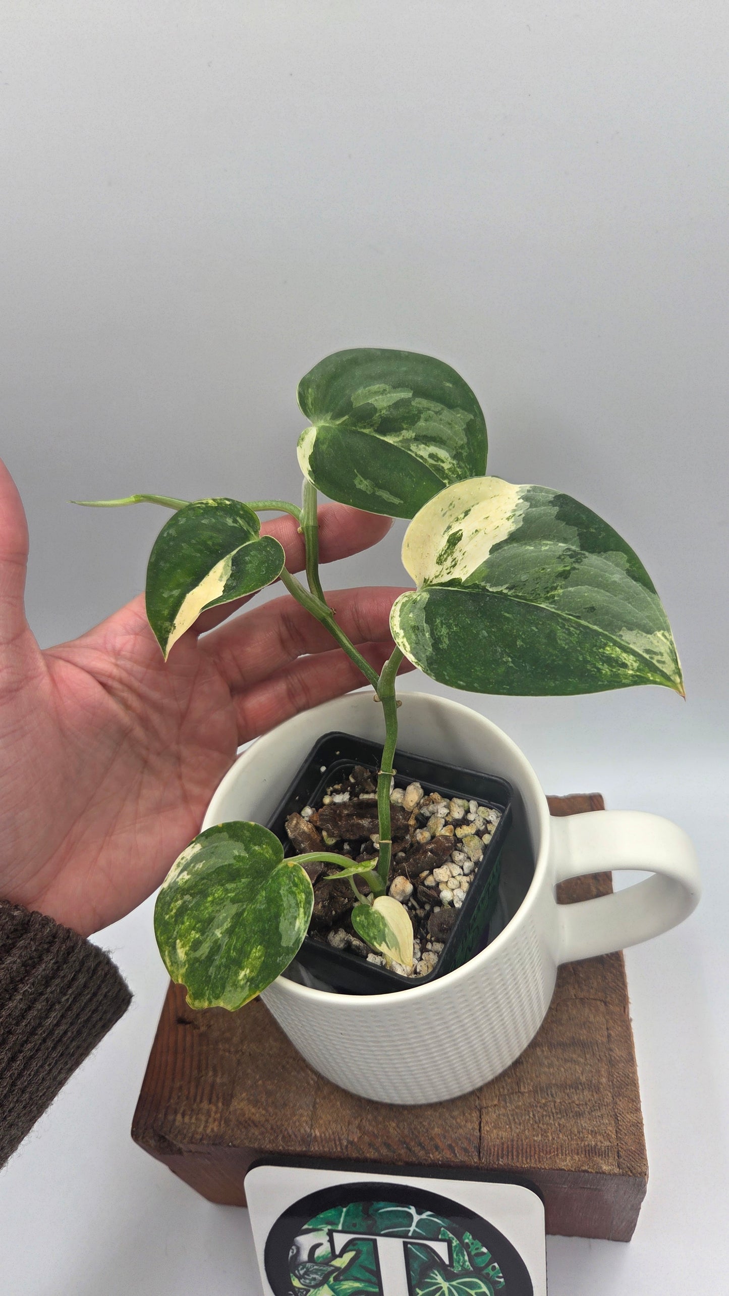 Scindapsus Mangurai (SCI-1467)