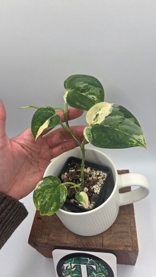 Scindapsus Mangurai (SCI-1467)