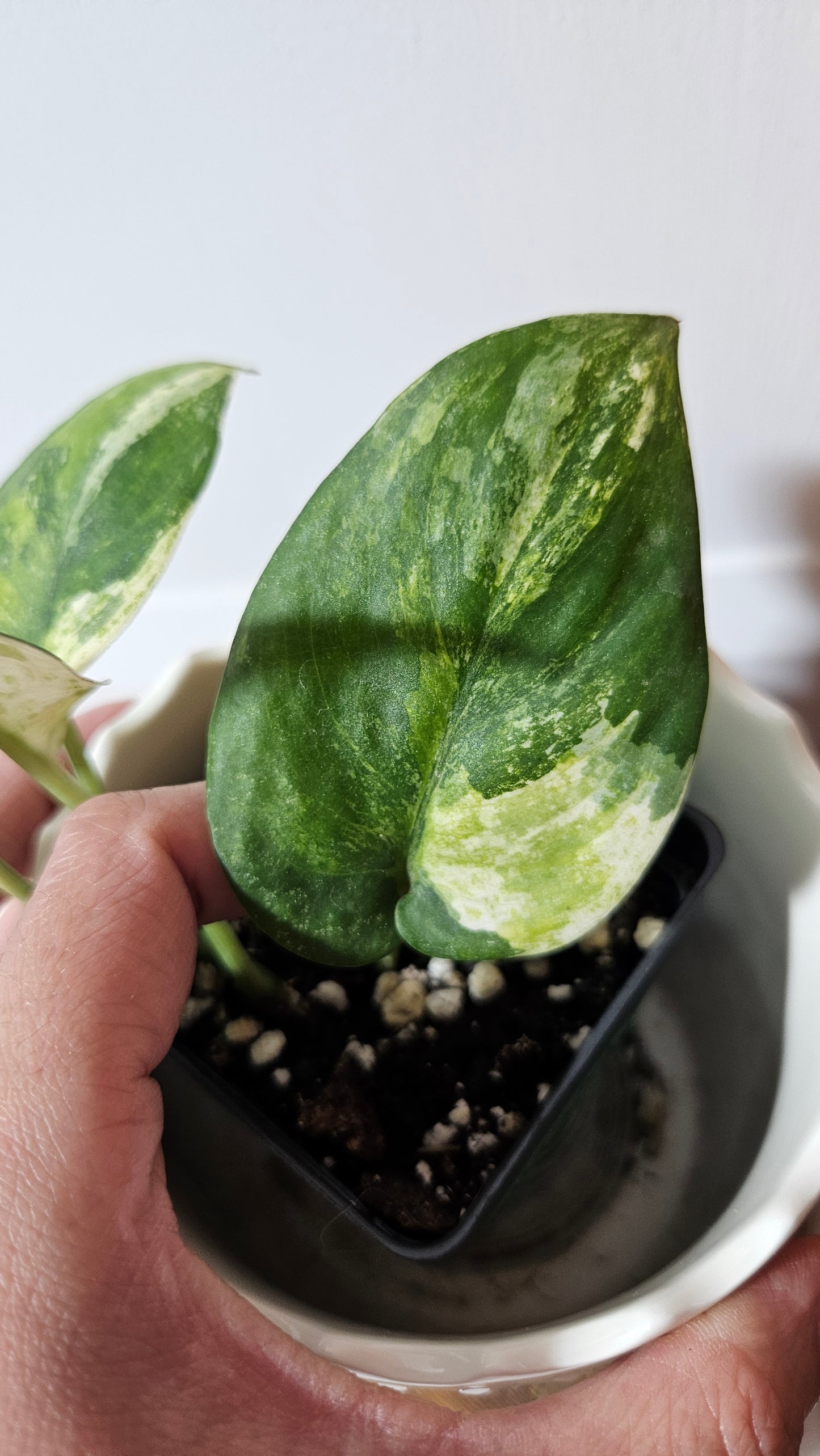 Scindapsus Dark satin Tricolore (SCI-1042)