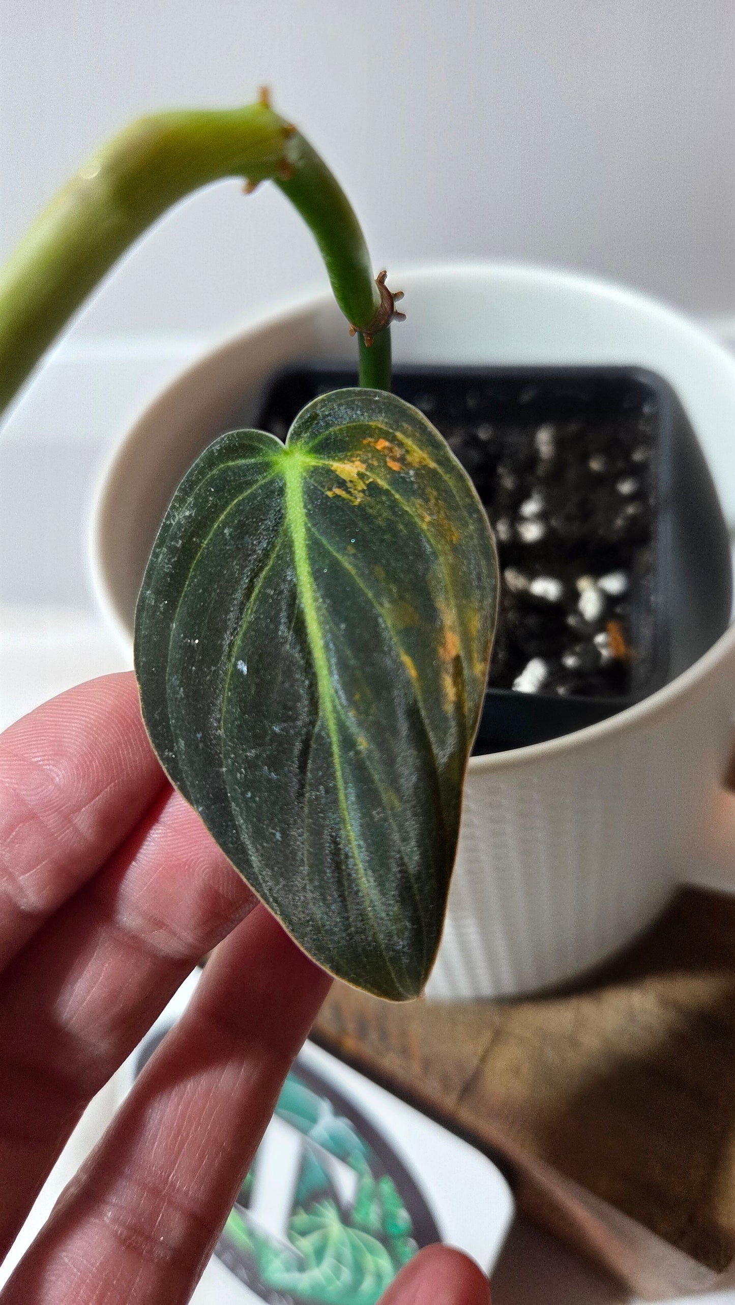 Philodendron Melanochrysum Variegata (PHI-994)