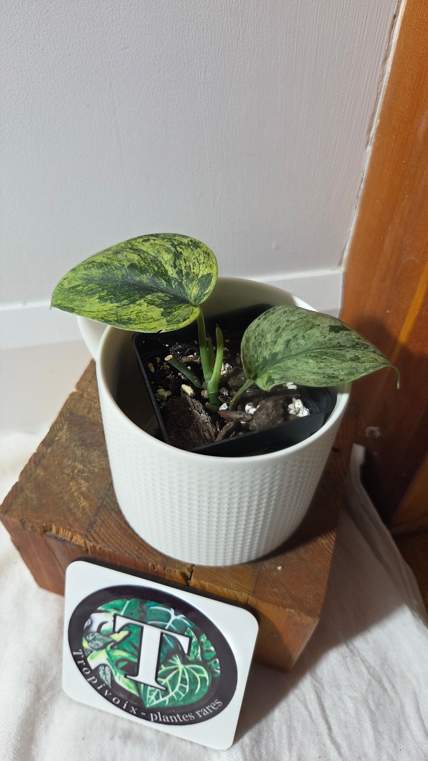 Scindapsus Silver Satin albo (SCI-1375)