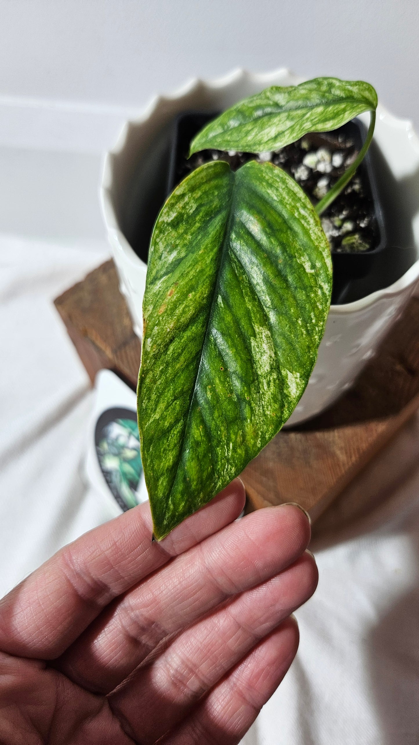 Epipremnum SP Bali Hanoman Variegata (EPI-221)