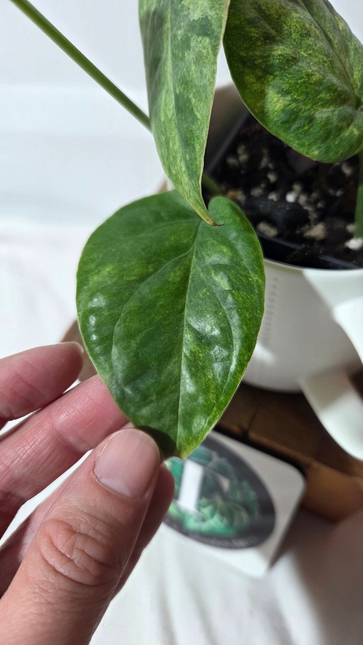 Amydrium Medium Mint (AMY-027)