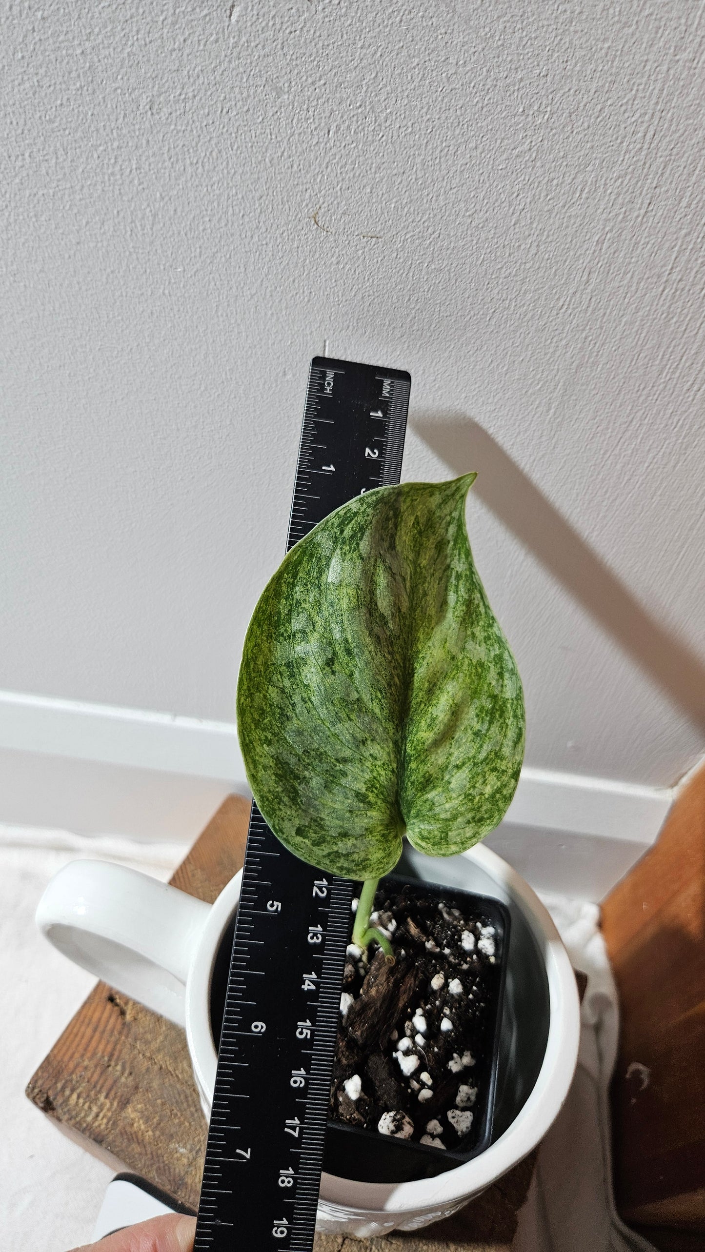 Scindapsus Exotica Pictus mint (SCI-1123)