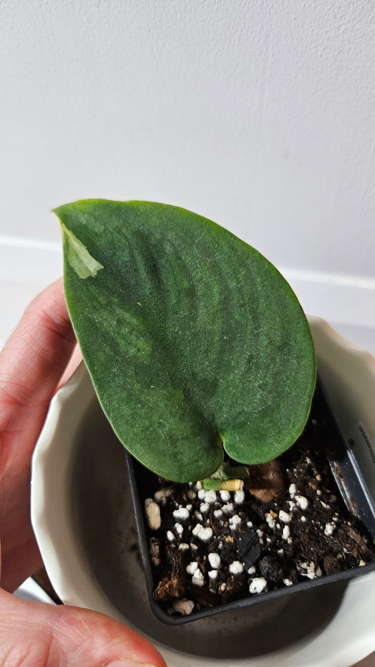 Scindapsus Jung jung Buih (SCI-1021)