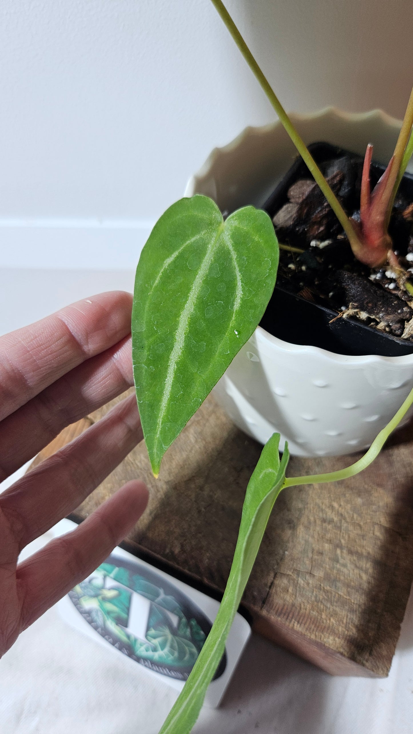 Anthurium Magnificum (équateur) "format MOYEN"(ANT-234)