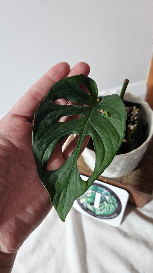 Monstera Obliqua Aff Patchicutza (MON-403)