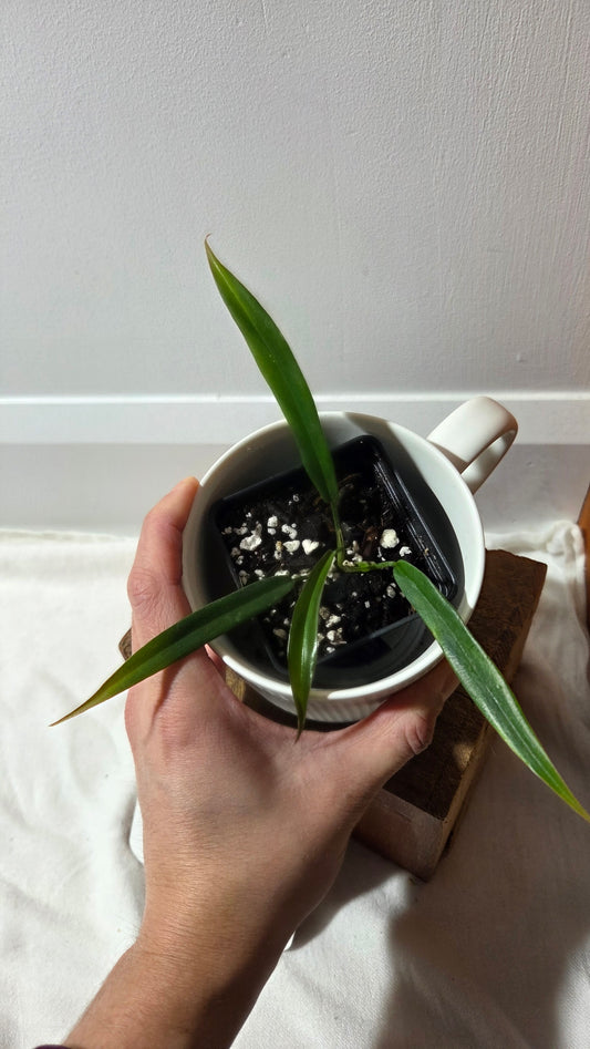 Philodendron Florida Beauty X Tortum REVERT(PHI-973)