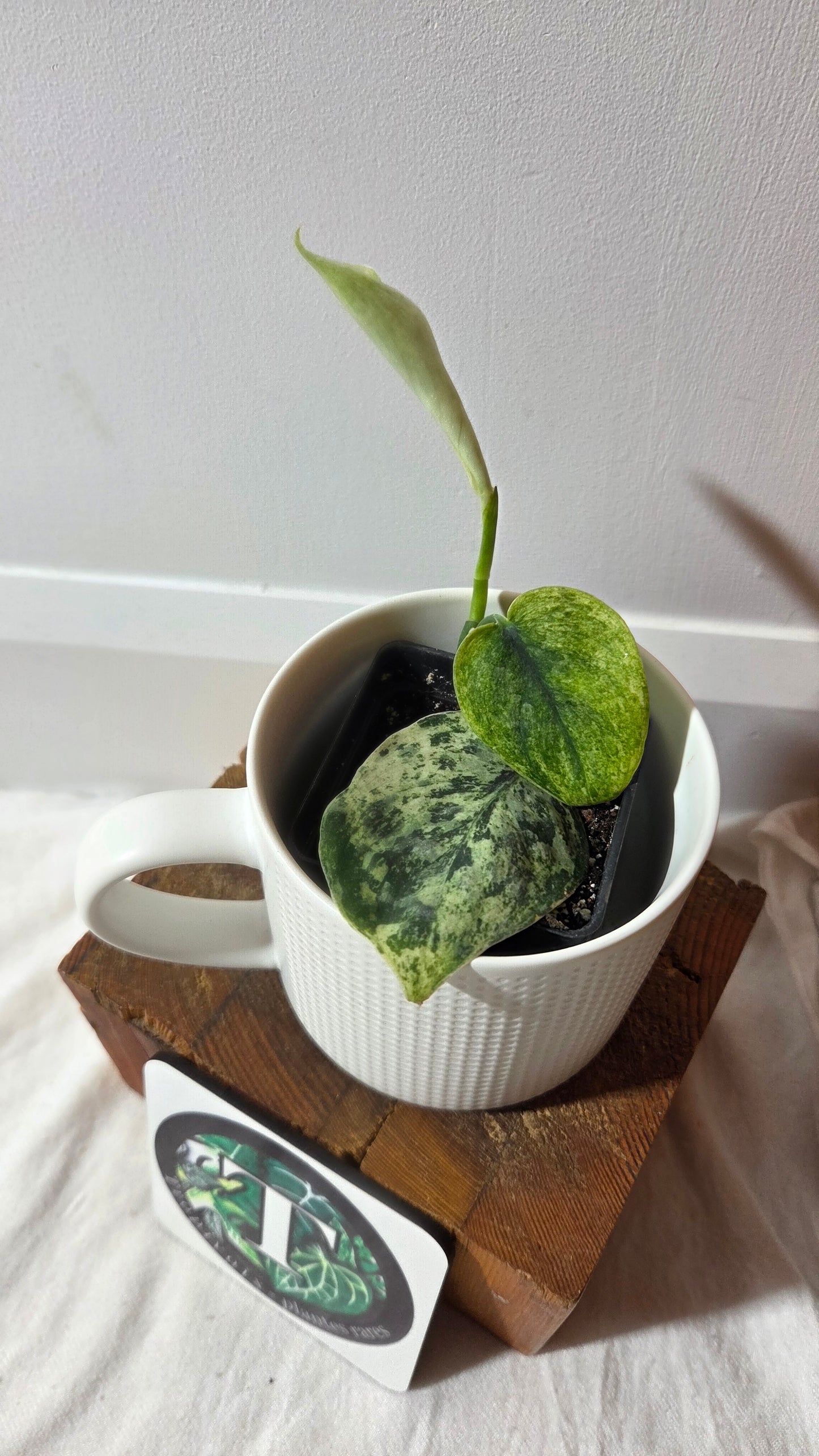 Scindapsus Silver Cloud variegata (SCI-1417)
