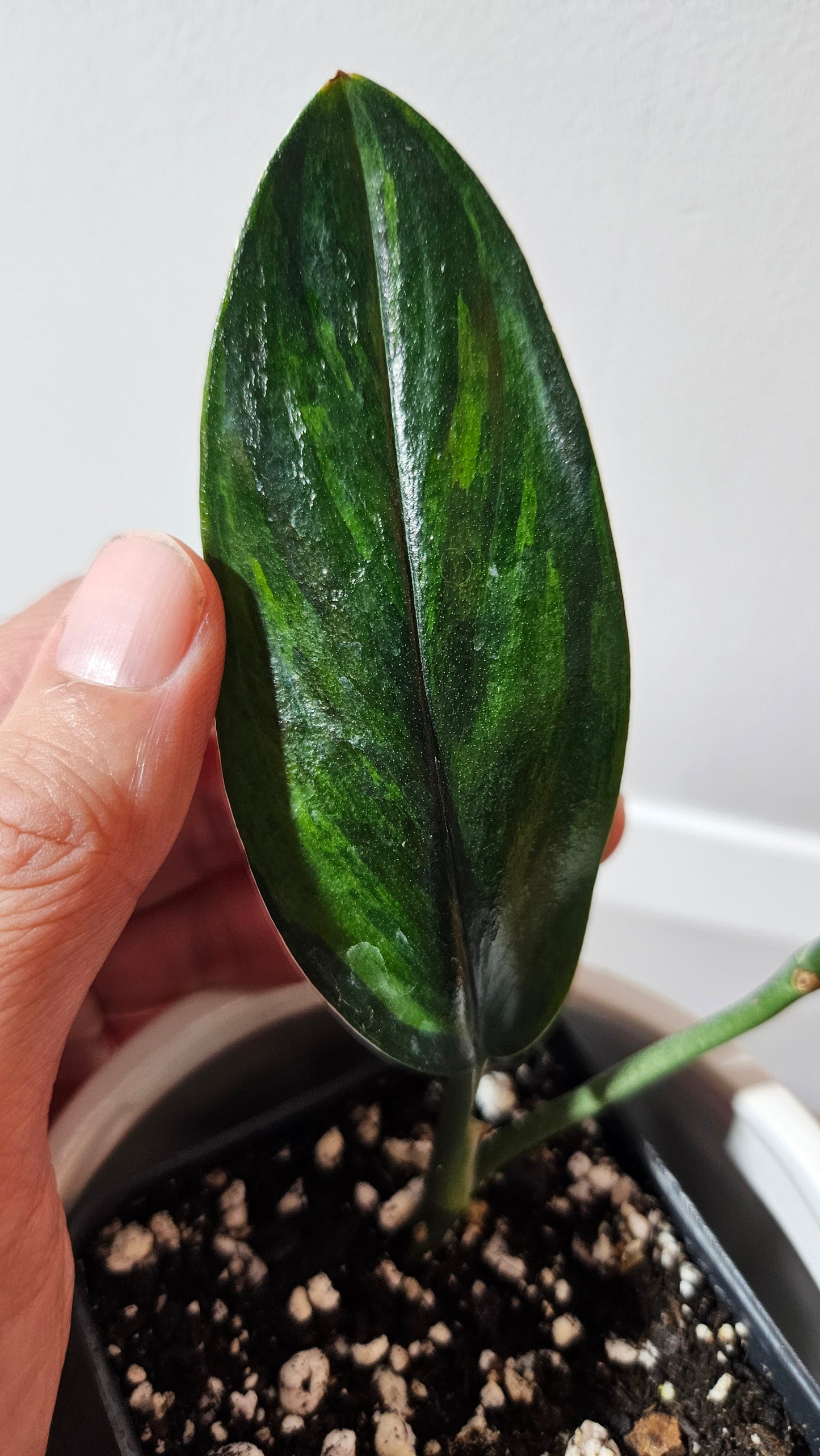 Scindapsus Treubii Dark Form Néon/Mutation (SCI-1273)