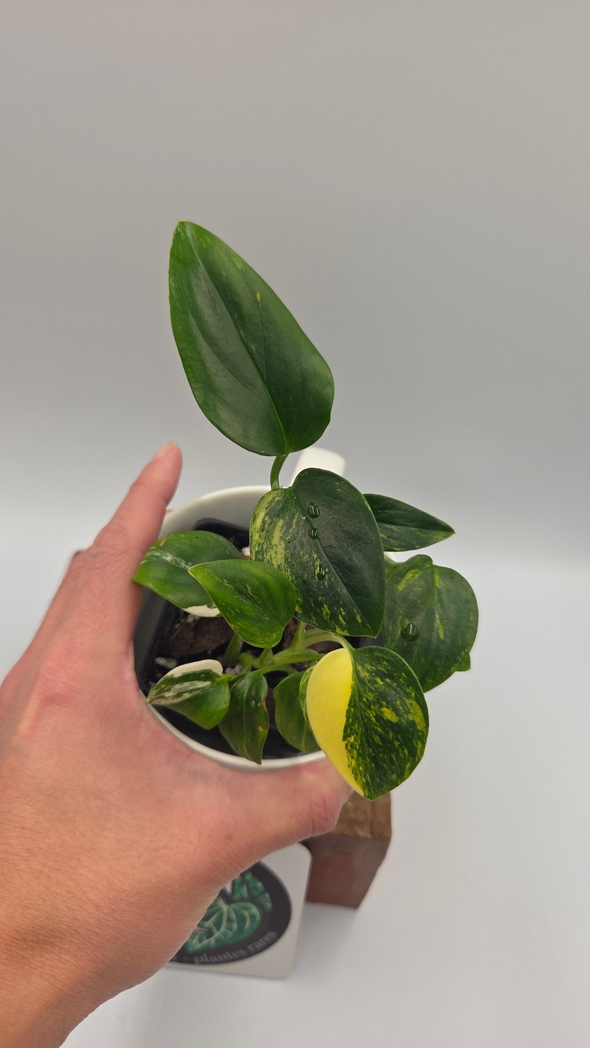 Monstera Standleyana Aurea (MON-584)