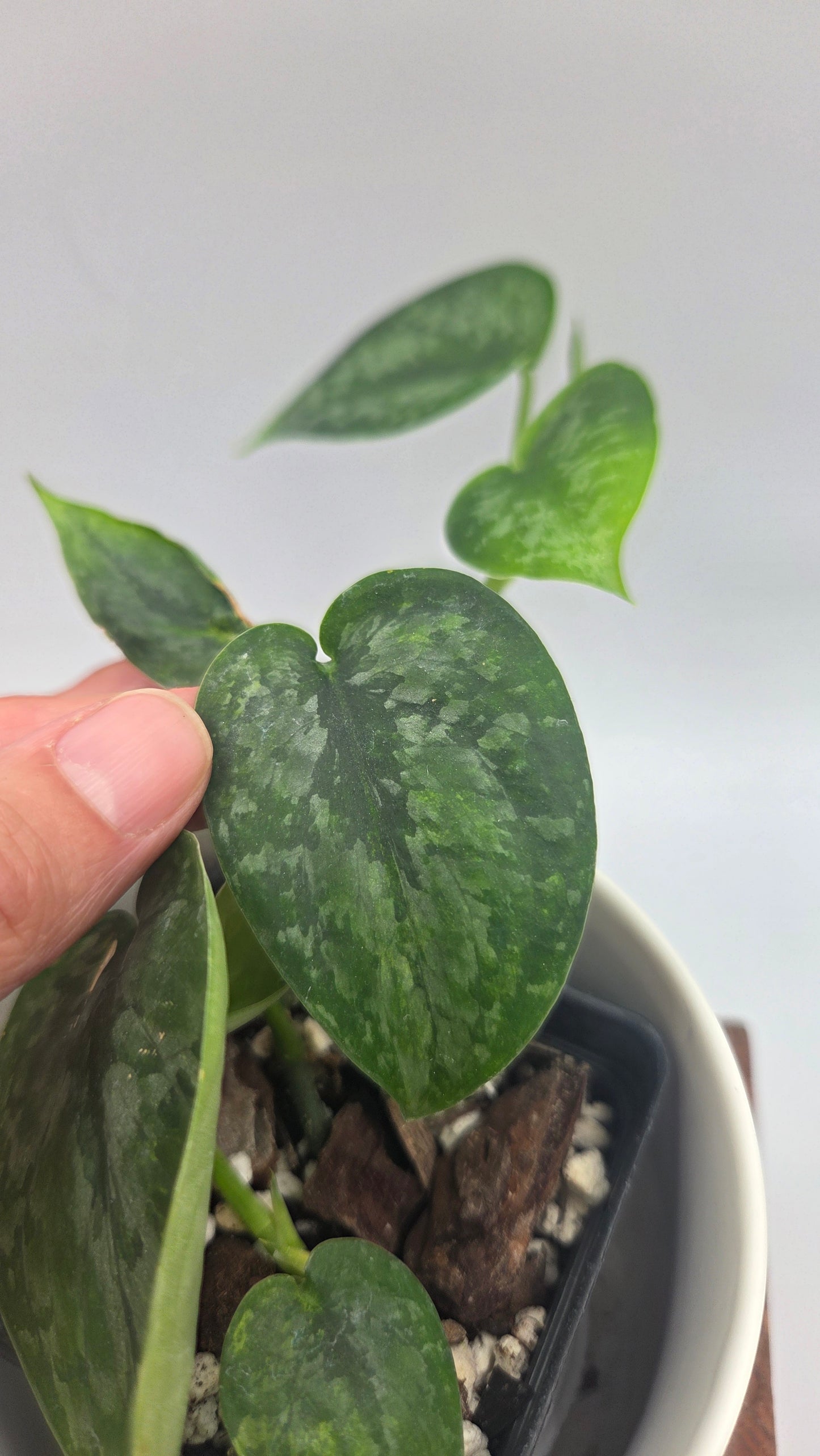 Scindapsus Léopard Variegata (SCI-1194)