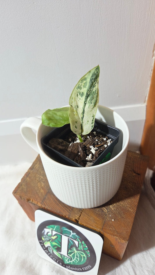 Scindapsus Black Dragon white (SCI-1352)