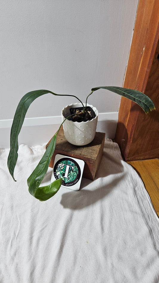 Anthurium Wendlingeri Aff Esmeraldas "format MOYEN/LARGE" (ANT-534)