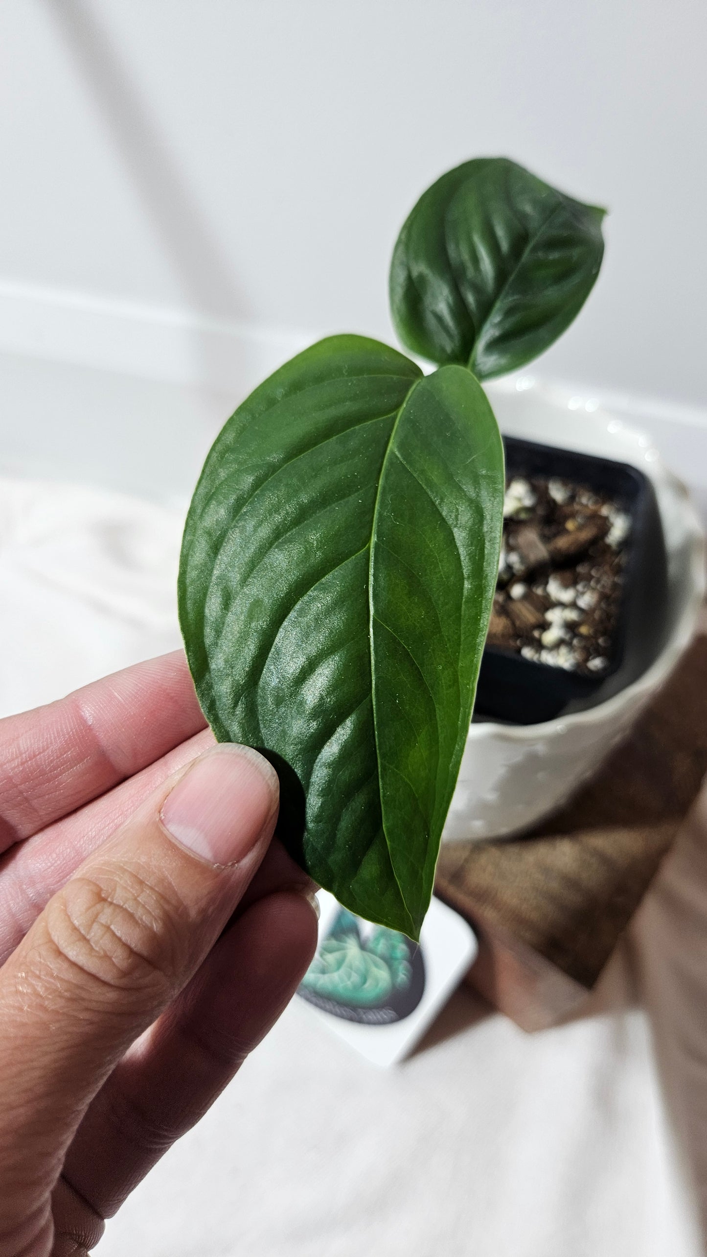 Monstera Obliqua Aff Amazonica (MON-198)