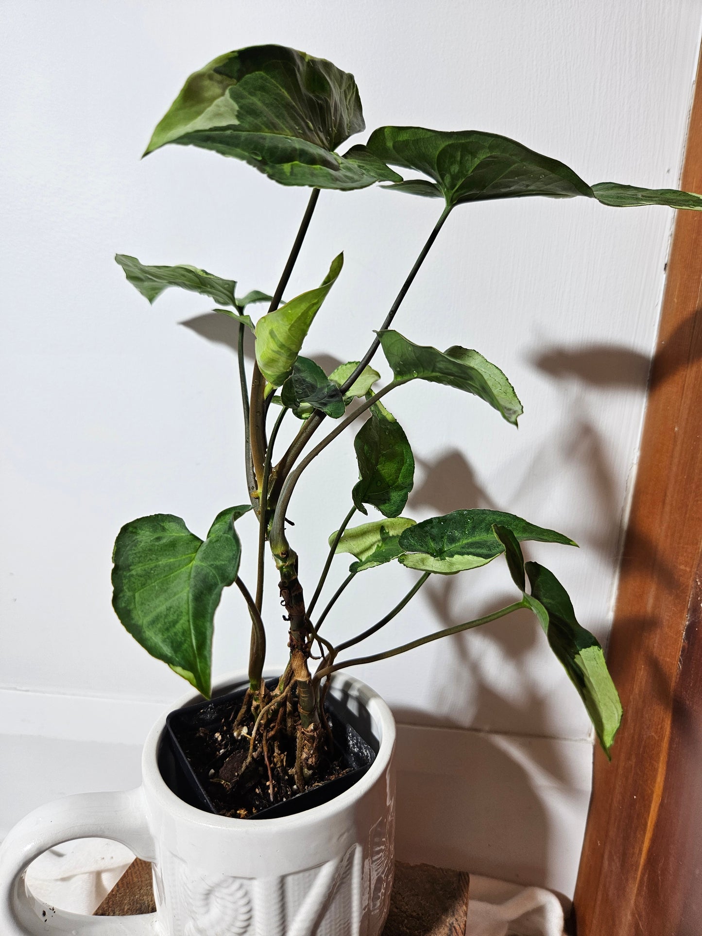 Syngonium Three kings (SYN-029)