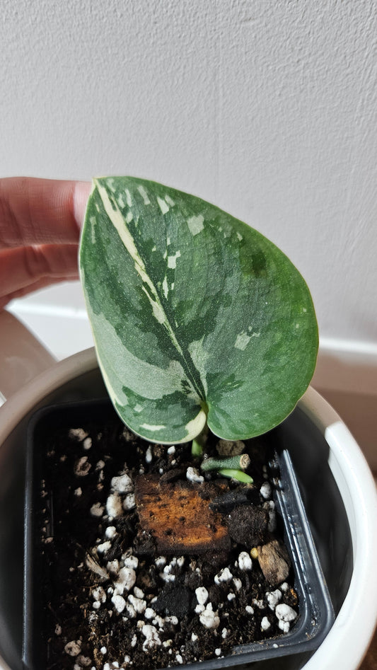 Scindapsus Bunaken (SCI-1182)