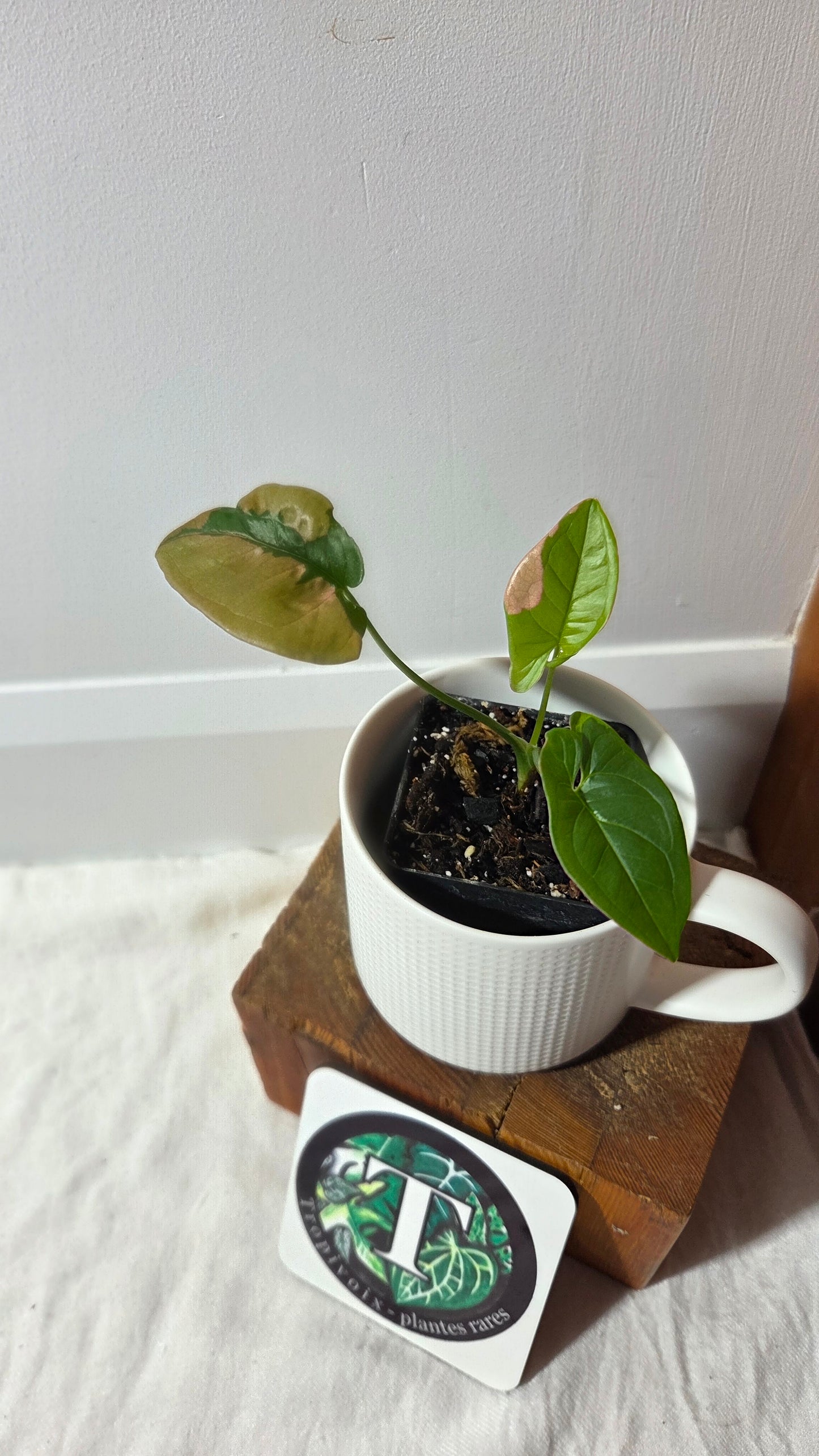 Syngonium Pink Lava (SYN-243)