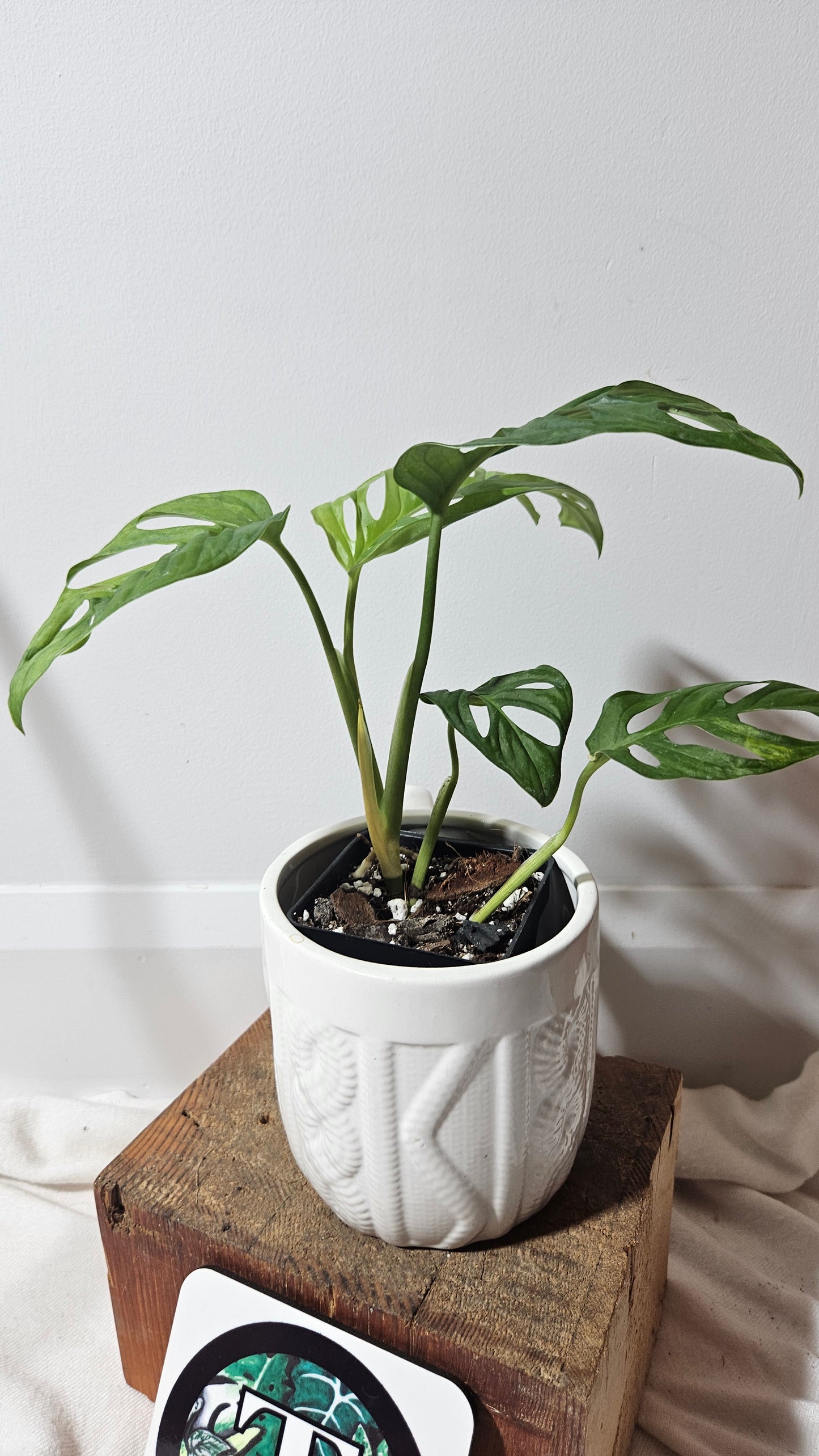 Monstera Andasonii Aurea (MON-217)