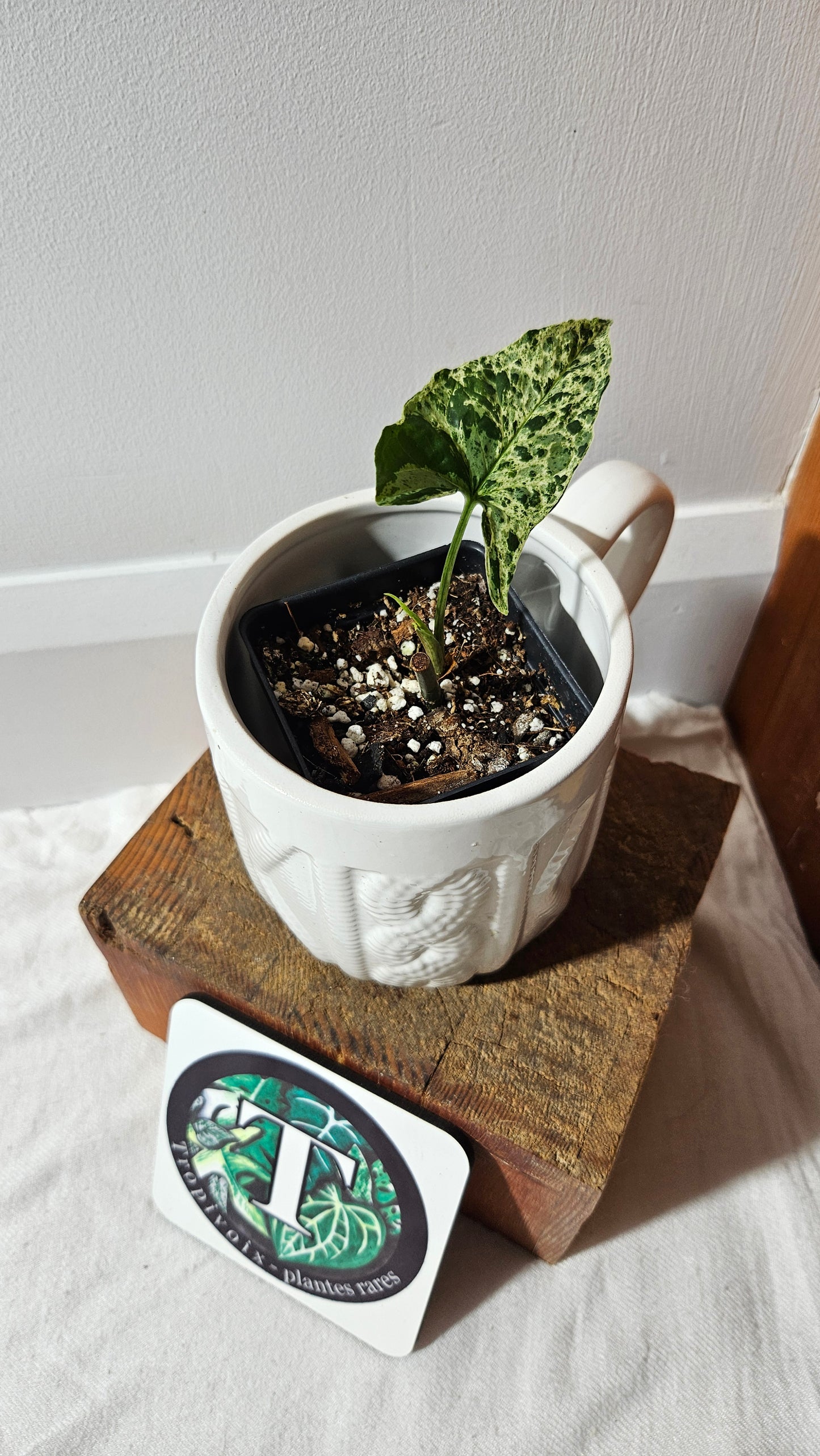 Syngonium Mojito (SYN-463)