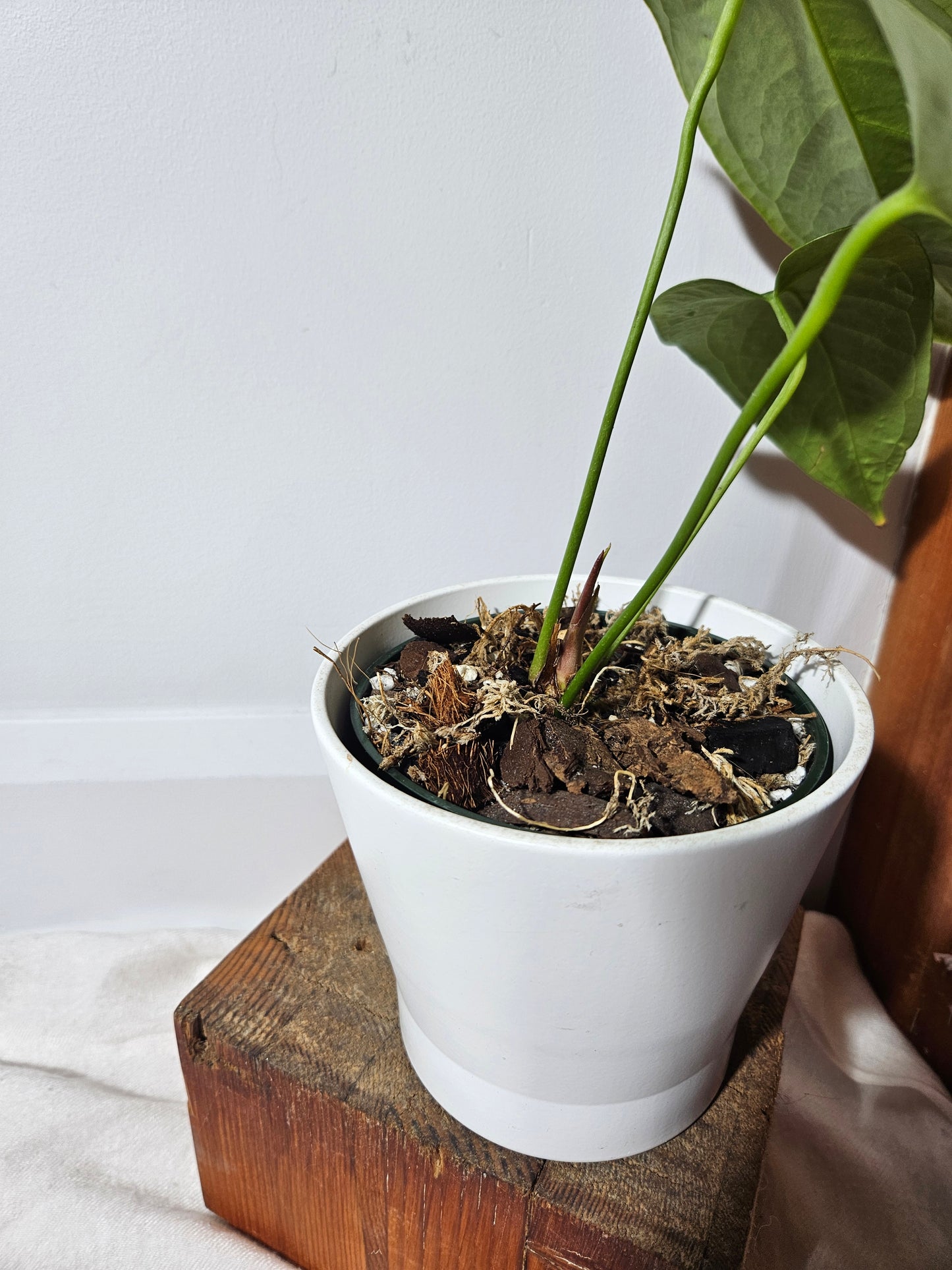 Anthurium Silver Blush × Subsignatum (ANT-080)