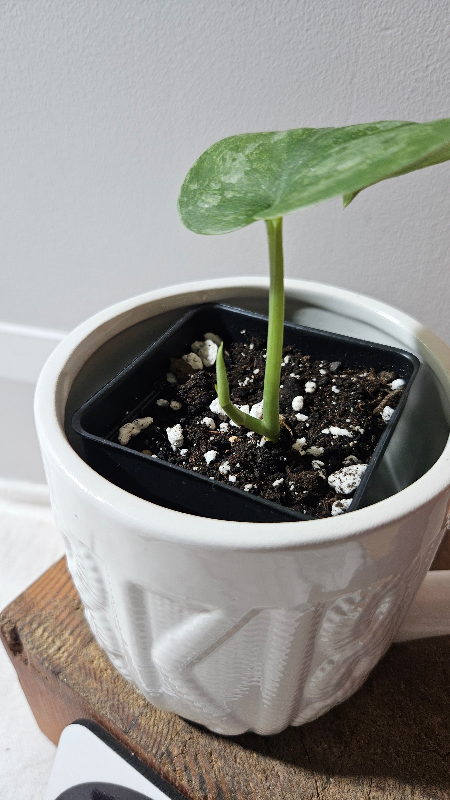 Scindapsus Exotica Pictus mint (SCI-1124)