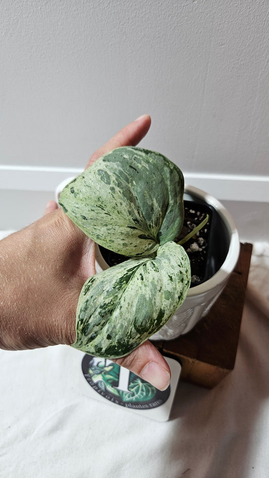 Scindapsus Peasun (SCI-1248)