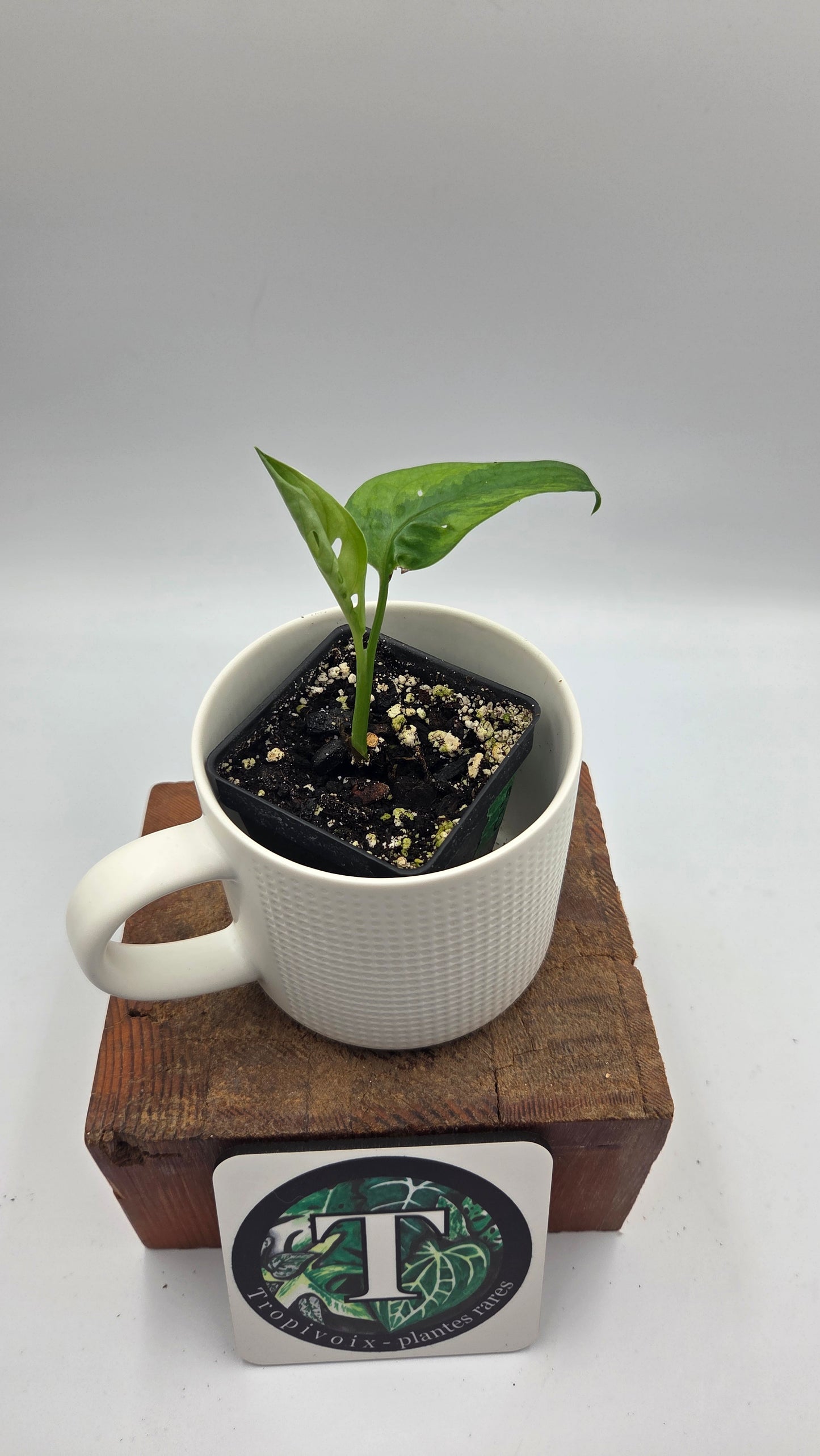 Monstera Andasonii Aurea (MON-218)
