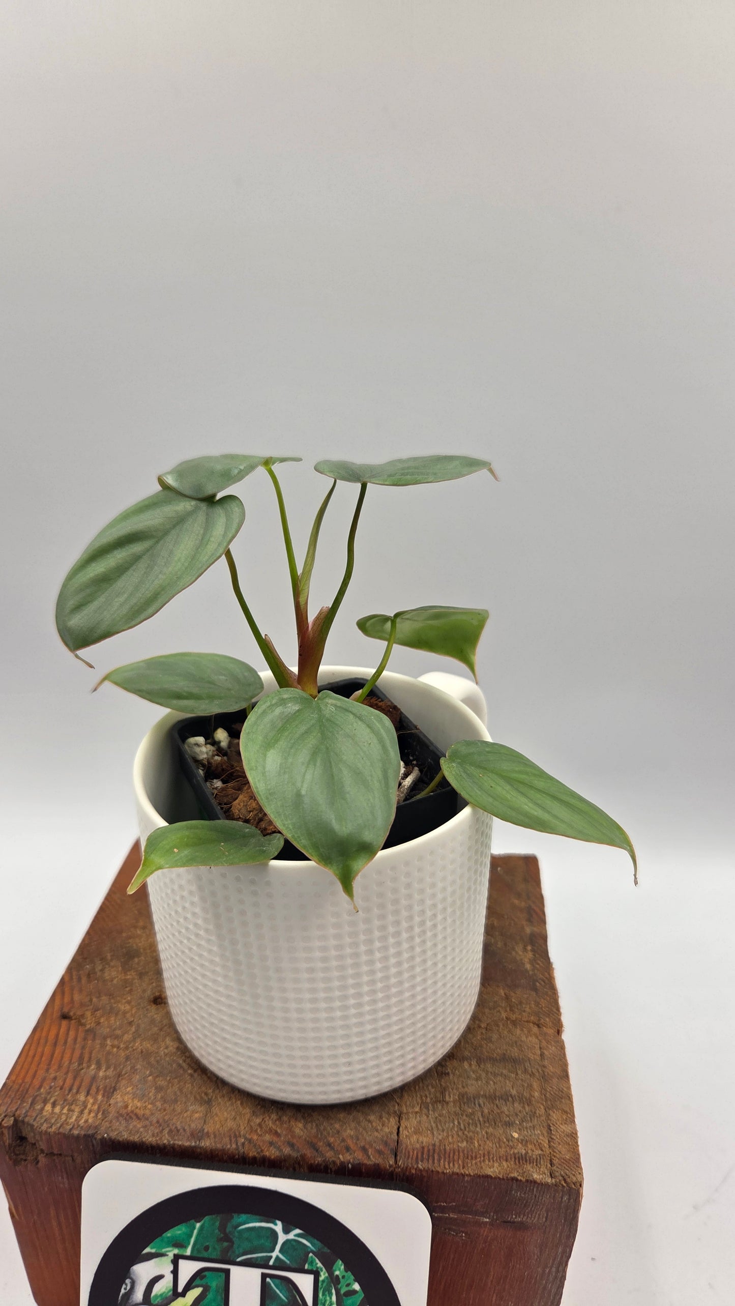 Philodendron Pastazanum Aff Silver (PHI-1073)