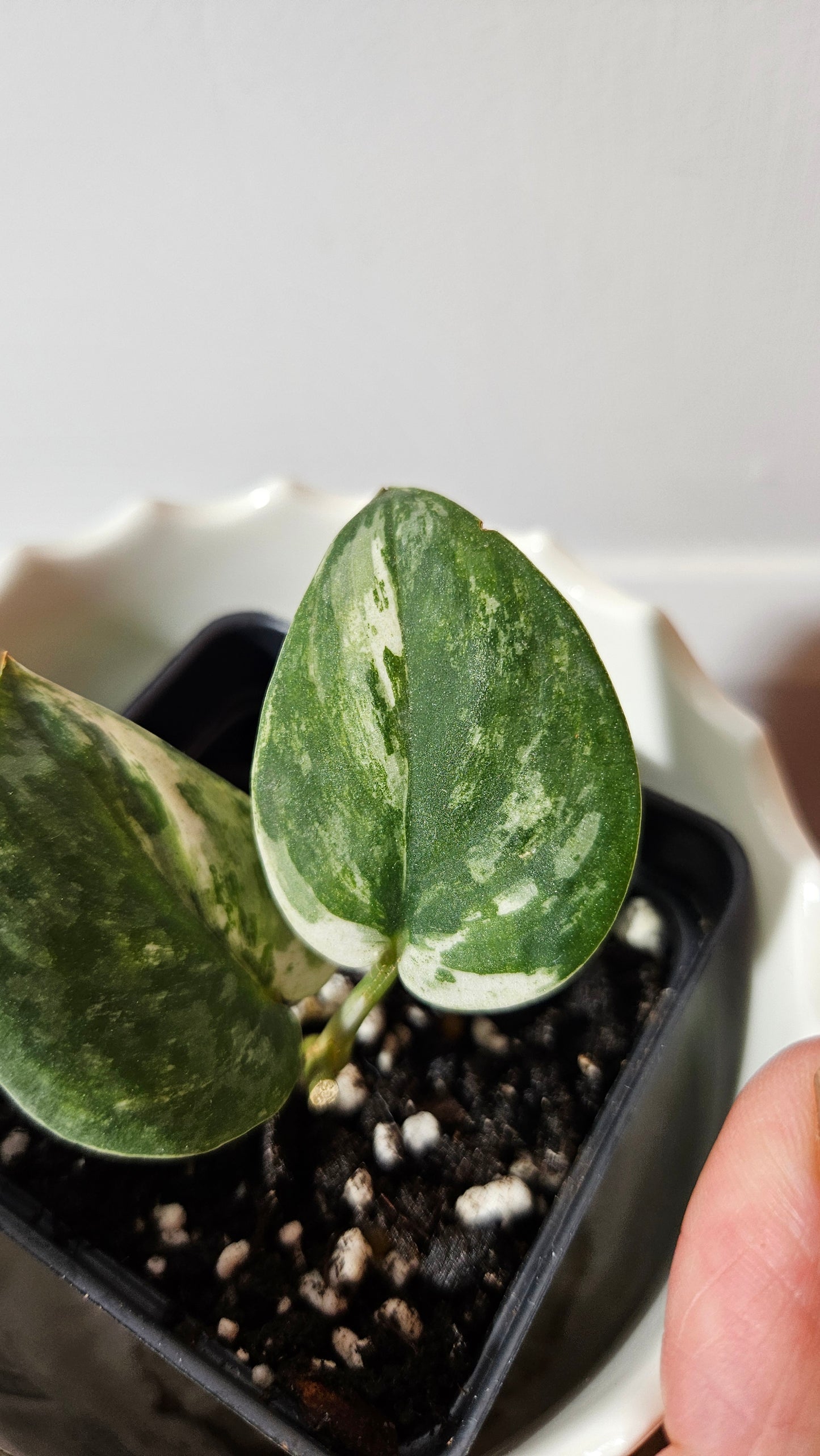 Scindapsus Exotica albo "narrow" (SCI-1055)