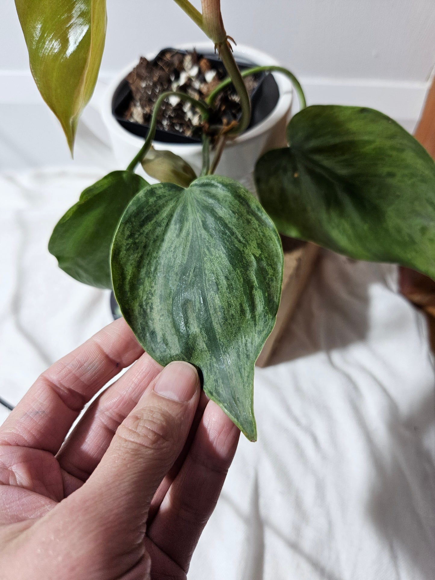 Philodendron Hederaceum Variegata (PHI-490)