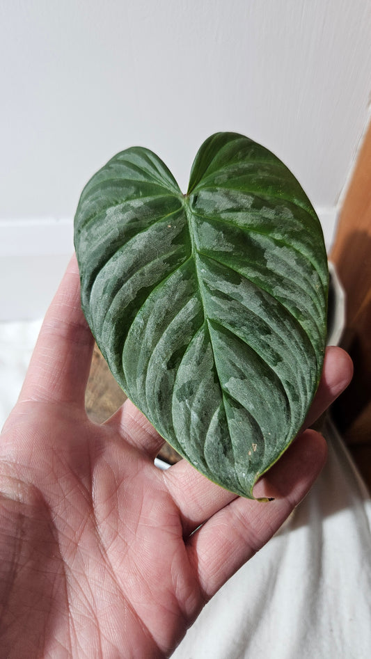 Philodendron Majestic (PHI-779)