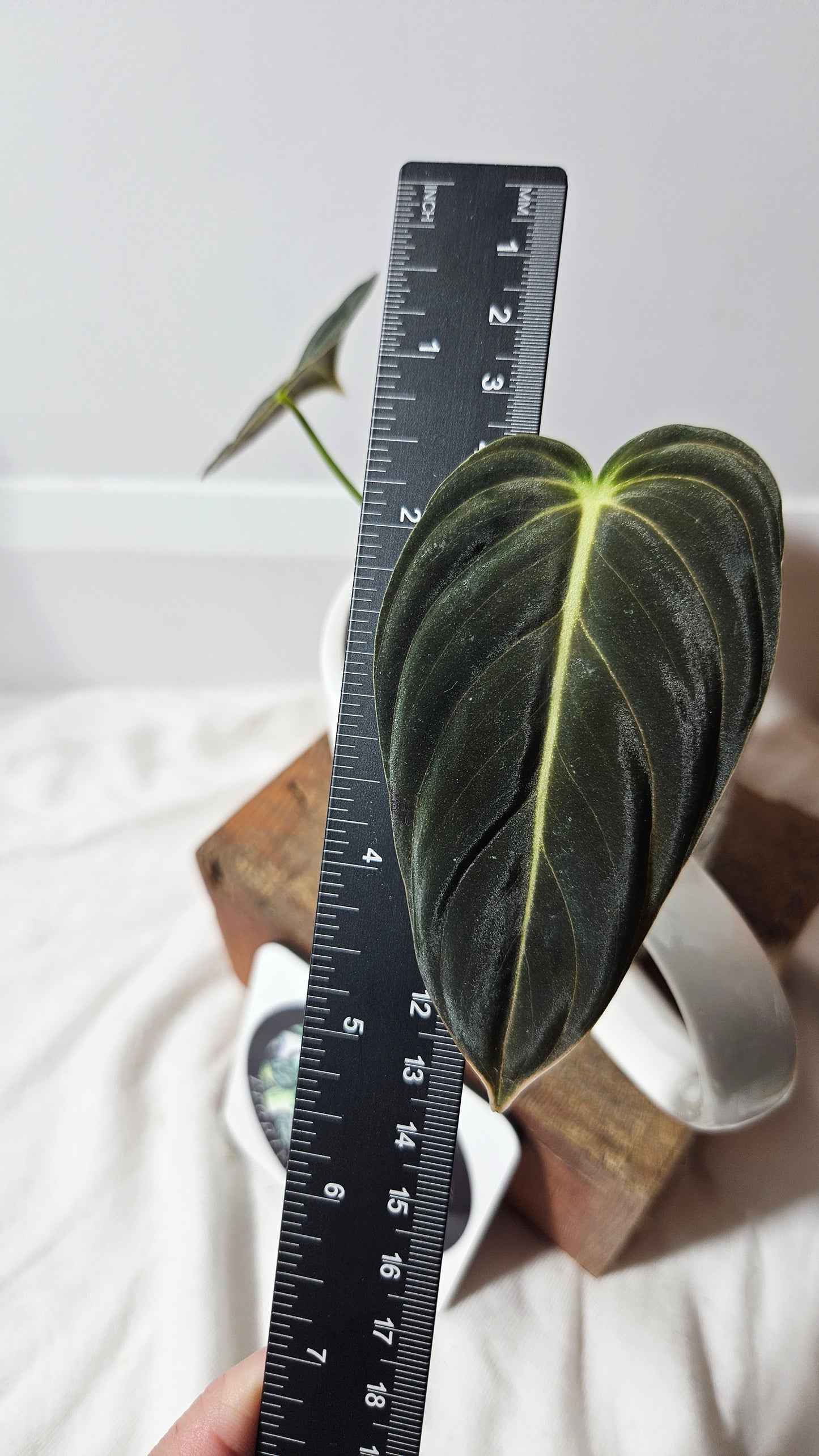 Philodendron Melanochrysum (PHI-614)