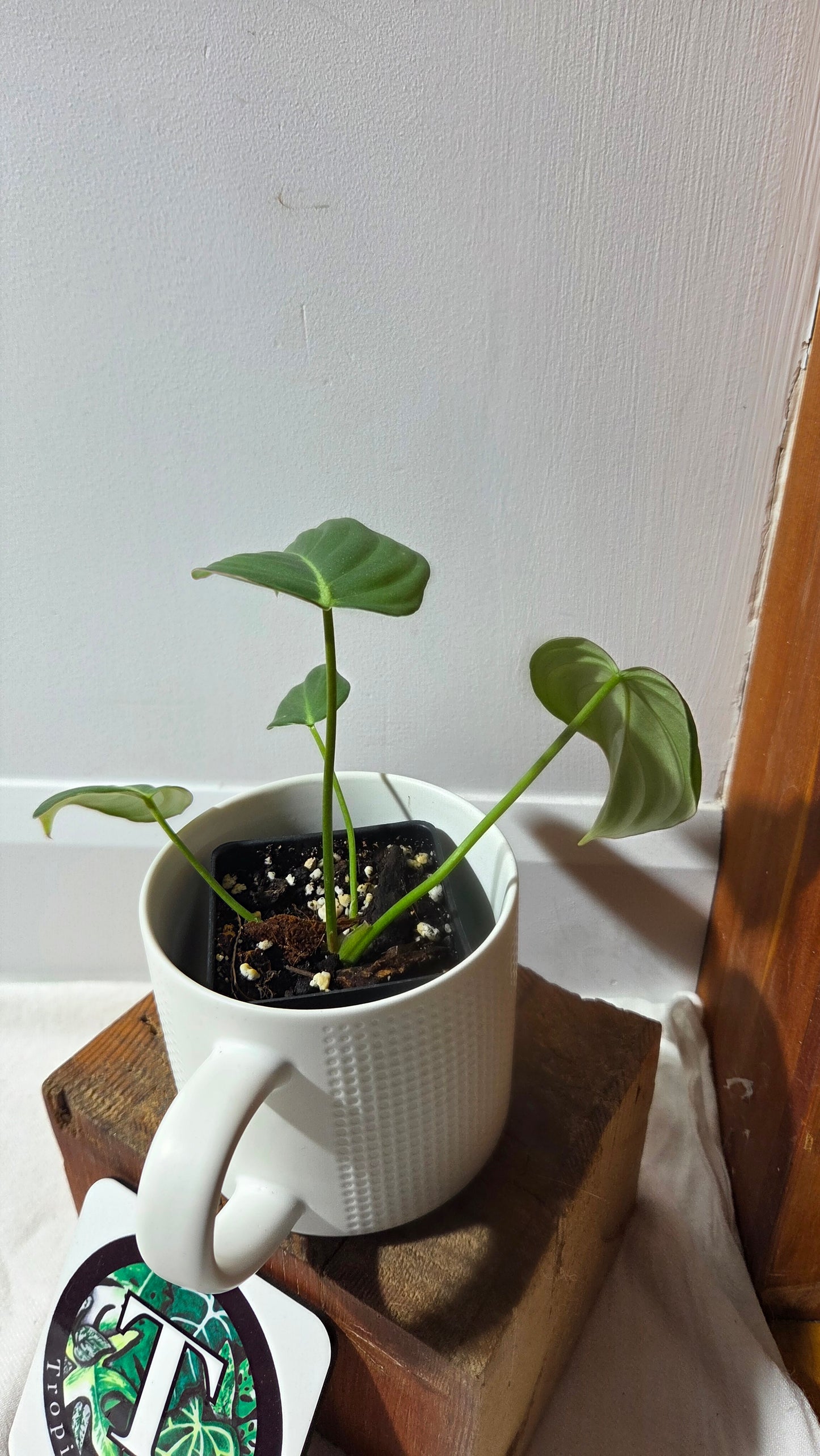 Philodendron Dean McDowell (PHI-1005)