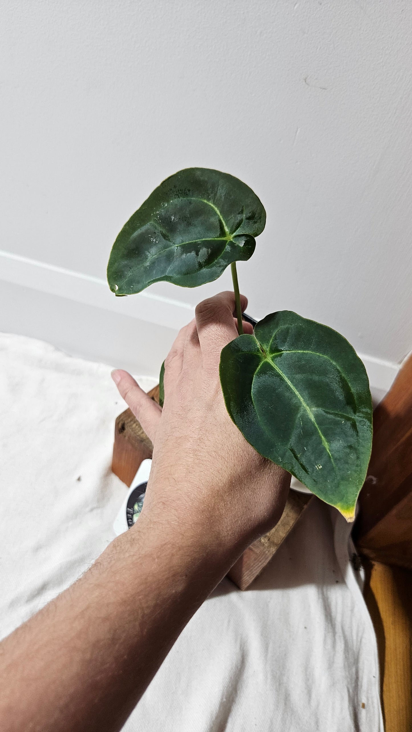 Anthurium Metallicum X Besseae "Format MOYEN" (ANT-641)