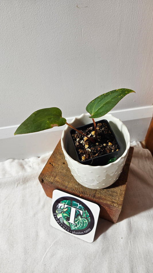 Anthurium Xone × Getafix "SMALL format" (ANT-319)