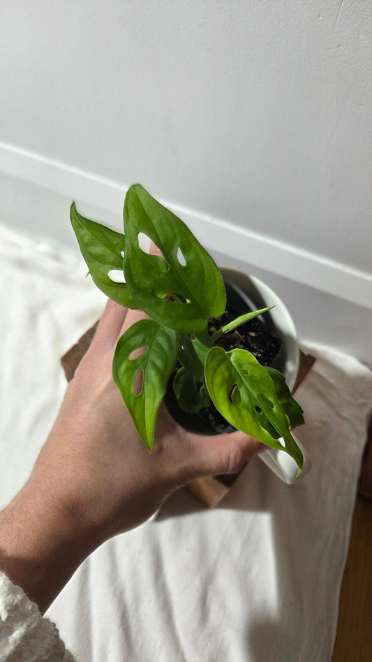 Monstera Obliqua Aff Cenepa (MON-239)
